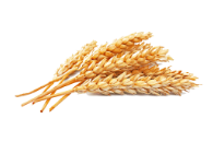Зерна